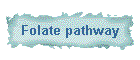 Folate pathway