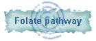 Folate pathway